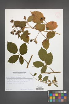Rubus koehleri [KOR 52022]
