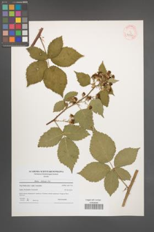 Rubus kuleszae [KOR 40793]