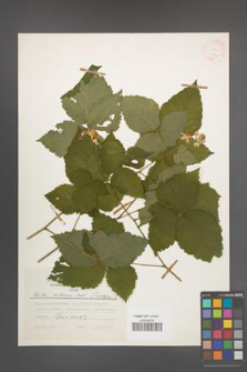 Rubus kuleszae [KOR 24822]