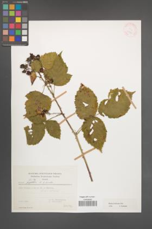 Rubus kuleszae [KOR 31554]