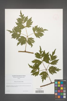 Rubus laciniatus [KOR 49070]