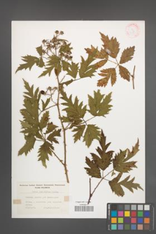 Rubus laciniatus [KOR 32130]