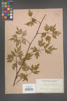 Rubus laciniatus [KOR 26384]