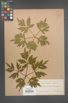 Rubus laciniatus [KOR 36387]