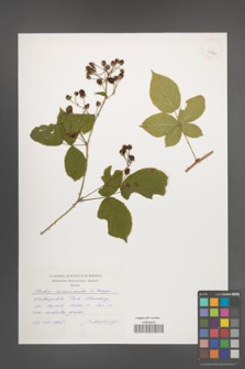 Rubus lamprocaulos [KOR 32772]