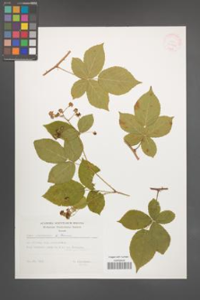 Rubus lamprocaulos [KOR 32424]