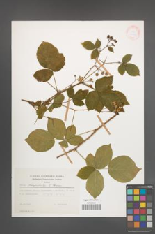 Rubus lamprocaulos [KOR 30048]