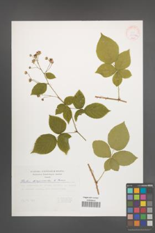 Rubus lamprocaulos [KOR 30524a]