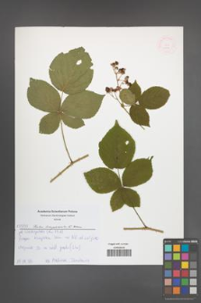 Rubus lamprocaulos [KOR 52635]