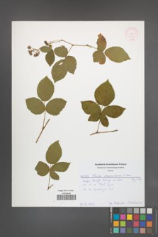 Rubus lamprocaulos [KOR 52002]