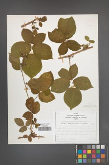 Rubus lamprocaulos [KOR 50441]