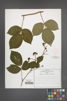 Rubus lusaticus [KOR 52066]