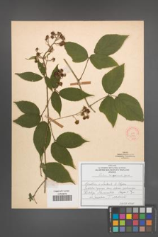 Rubus lasquiensis [KOR 51966]