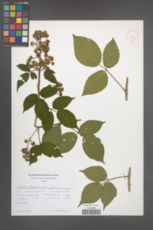 Rubus lasquiensis [KOR 51758]