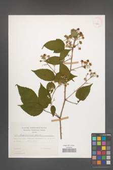Rubus lasquiensis [KOR 29964]