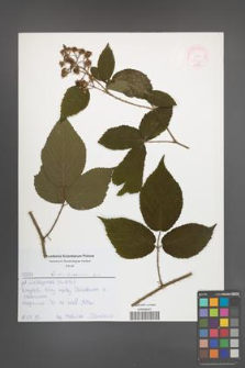 Rubus lasquiensis [KOR 52583]
