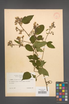 Rubus lasquiensis [KOR 8663]