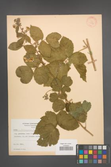 Rubus leuciscanus [KOR 10597]