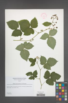 Rubus leuciscanus [KOR 51766]