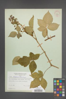 Rubus lidforssii [KOR 31524]