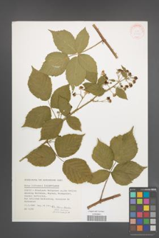 Rubus lidforssii [KOR 32128]