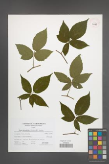 Rubus lucentifolius [KOR 41680]