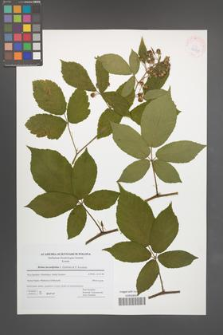Rubus lucentifolius [KOR 42735]
