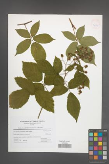 Rubus lucentifolius [KOR 42736]