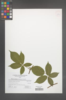 Rubus lucentifolius [KOR 42741]
