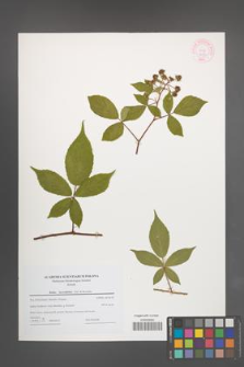 Rubus lucentifolius [KOR 44197]