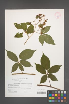 Rubus lucentifolius [KOR 44304]