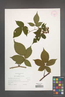 Rubus lucentifolius [KOR 44303]