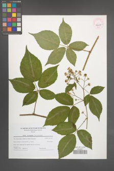 Rubus lucentifolius [KOR 44699]