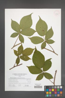 Rubus lucentifolius [KOR 41660]