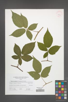 Rubus lucentifolius [KOR 41653]