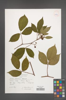 Rubus lusaticus [KOR 40369]