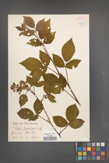 Rubus lusaticus [KOR 40512]