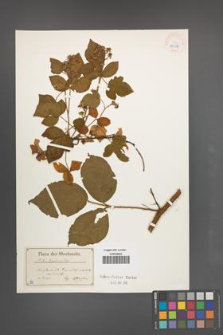Rubus lusaticus [KOR 40513]