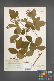Rubus lusaticus [KOR 40415]