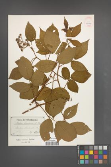Rubus lusaticus [KOR 40510]