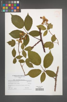 Rubus macrophyllus [KOR 41236]