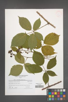 Rubus macrophyllus [KOR 41237]
