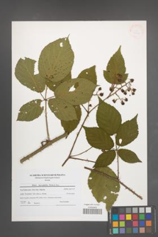 Rubus macrophyllus [KOR 41240]