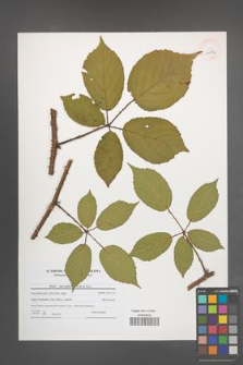 Rubus macrophyllus [KOR 40776]