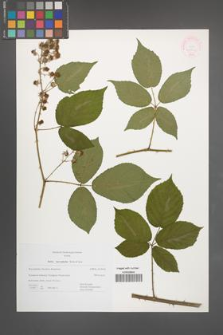 Rubus macrophyllus [KOR 44977]