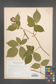 Rubus macrophyllus [KOR 30760]