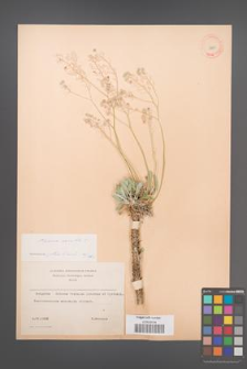 Allyssum saxatile [KOR 11661]