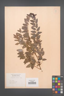 Andrachne chinensis [KOR 11863]