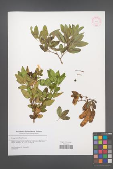 Anagyris latifolia [KOR 52779]
