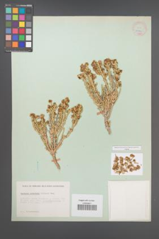 Anabasis articulata [KOR 25896]